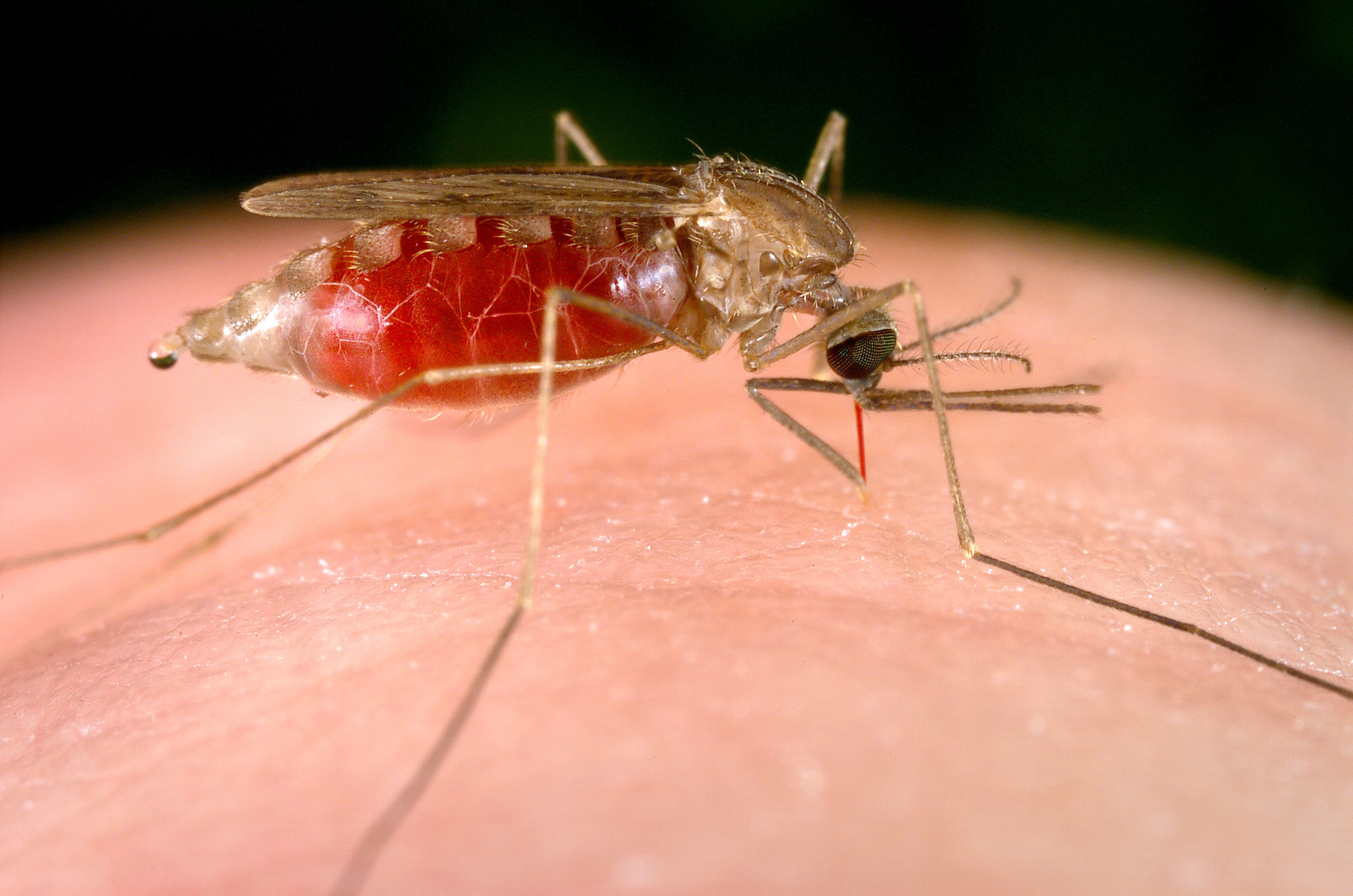 Малярия укусы комаров. Малярийный Москит. Малярийный плазмодий комар. Малярийный комар анофелес. Малярийный комар симптомы.