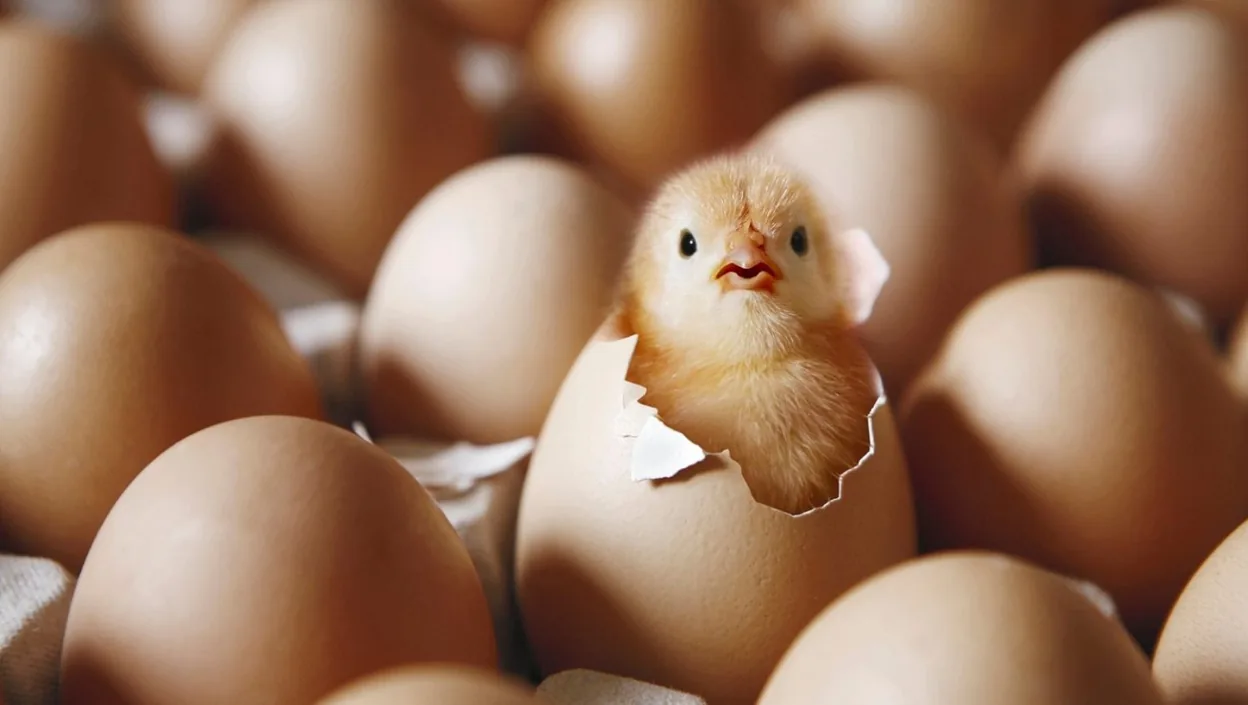 Из лотков для яиц можно сделать настоящую красоту, да еще и функциональную
