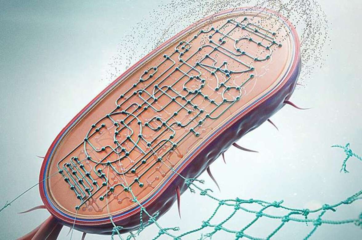 Переработка полиамидов с помощью сконструированных Pseudomonas putida