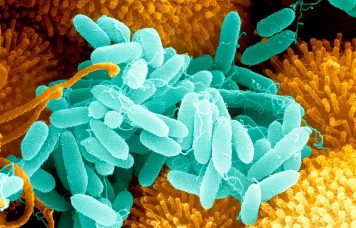 P. aeruginosa кодирует ферменты, разлагающие пластик,  и способствует образованию биопленок на пластике