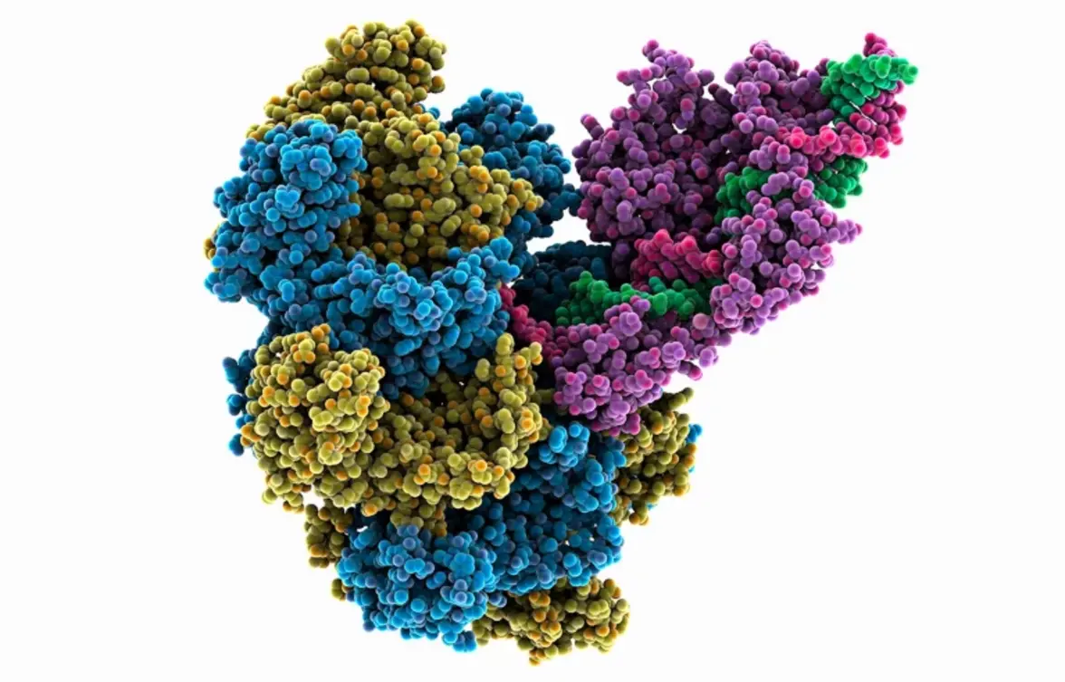 Новая система CRISPR вставляет целый ген в ДНК человека