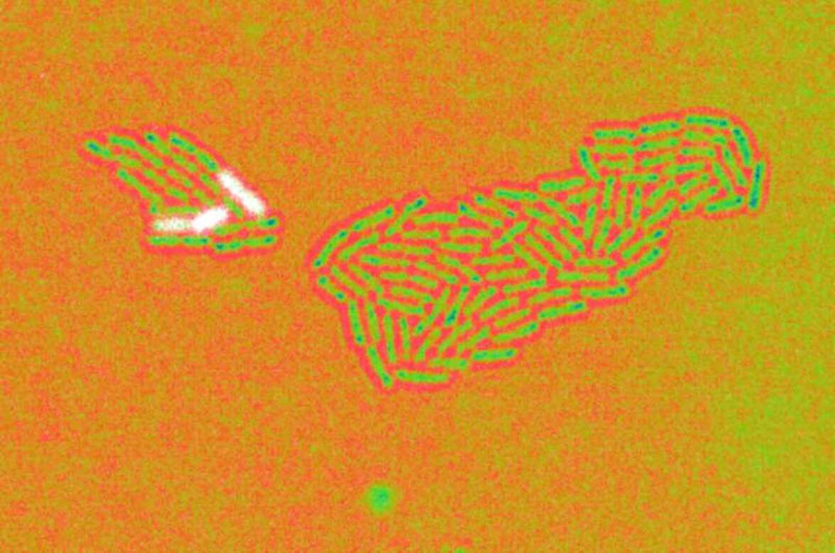 Эпигенетическая память Pseudomonas aeruginosa генерирует фенотипические вариации в ответ на условия окружающей среды
