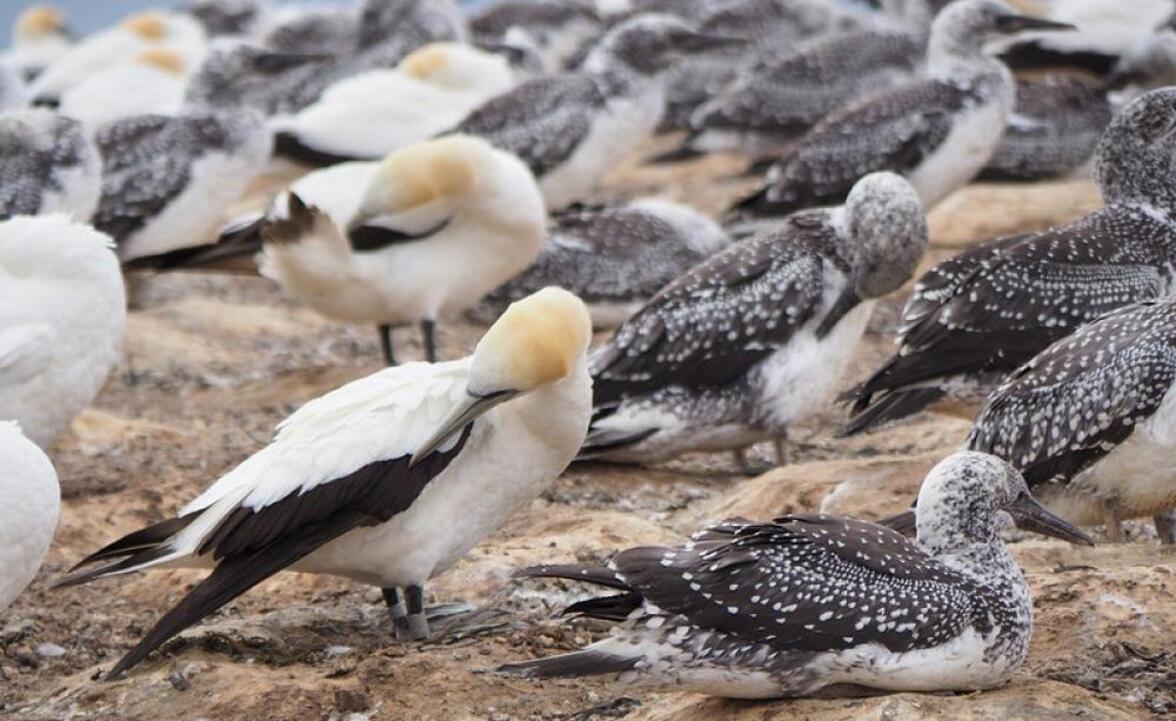 Этот "незначительный" штамм птичьего гриппа потенциально может спровоцировать пандемию среди людей