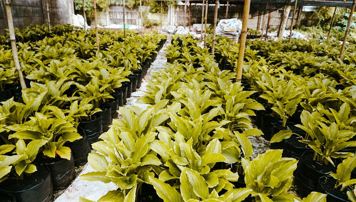 Генетически модифицированные культуры растений растут быстрее с помощью бактерий