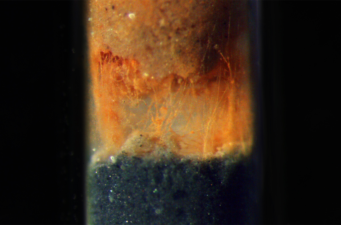 Металлические каркасы превращают бактерии в живые провода