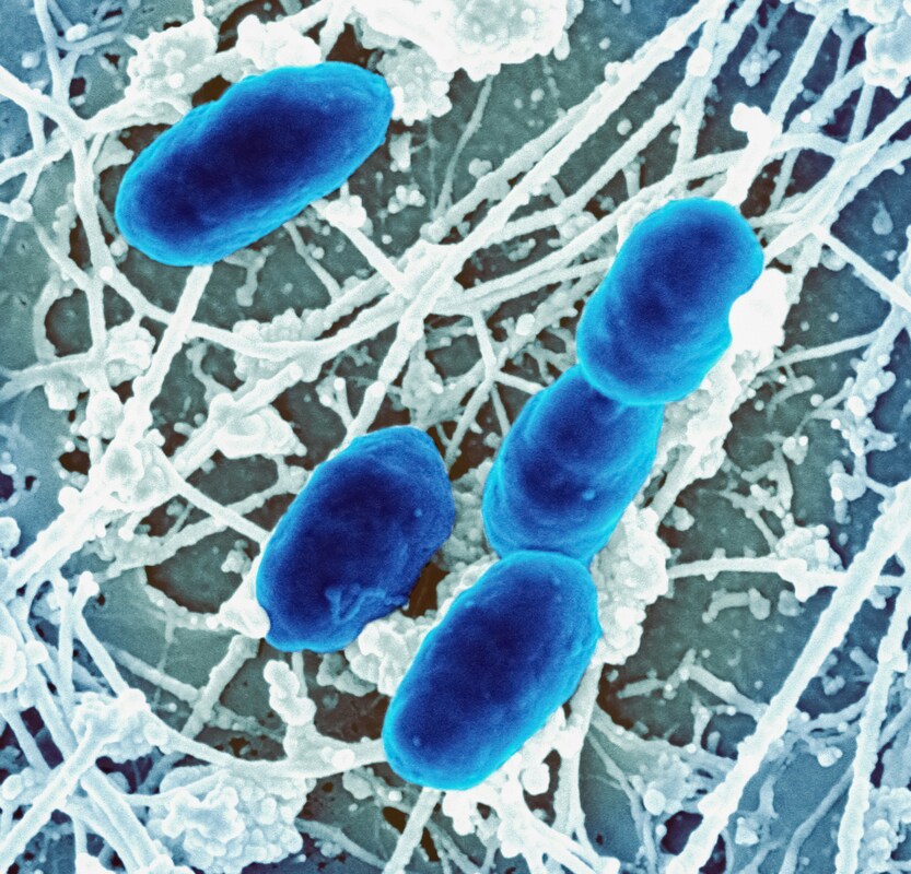 Критика исследований микробиома кишечника при аутизме вызывает ответную реакцию