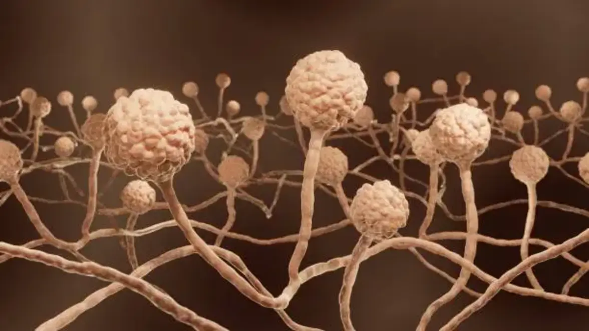 Выяснение роли микобиома в развитии рака