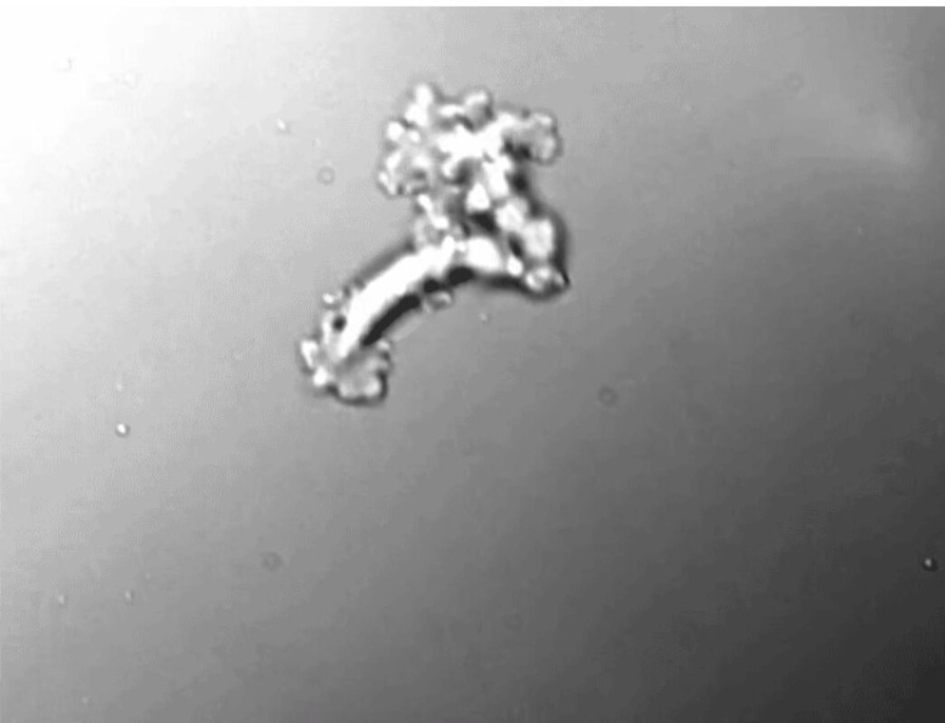 Некоторые амебы любят погорячее