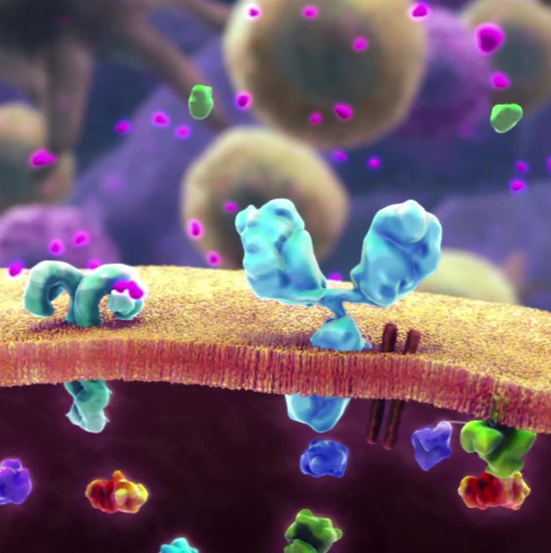 Иммунологический "грех": как ранние случаи заражения гриппом определяют иммунитет человека на всю жизнь