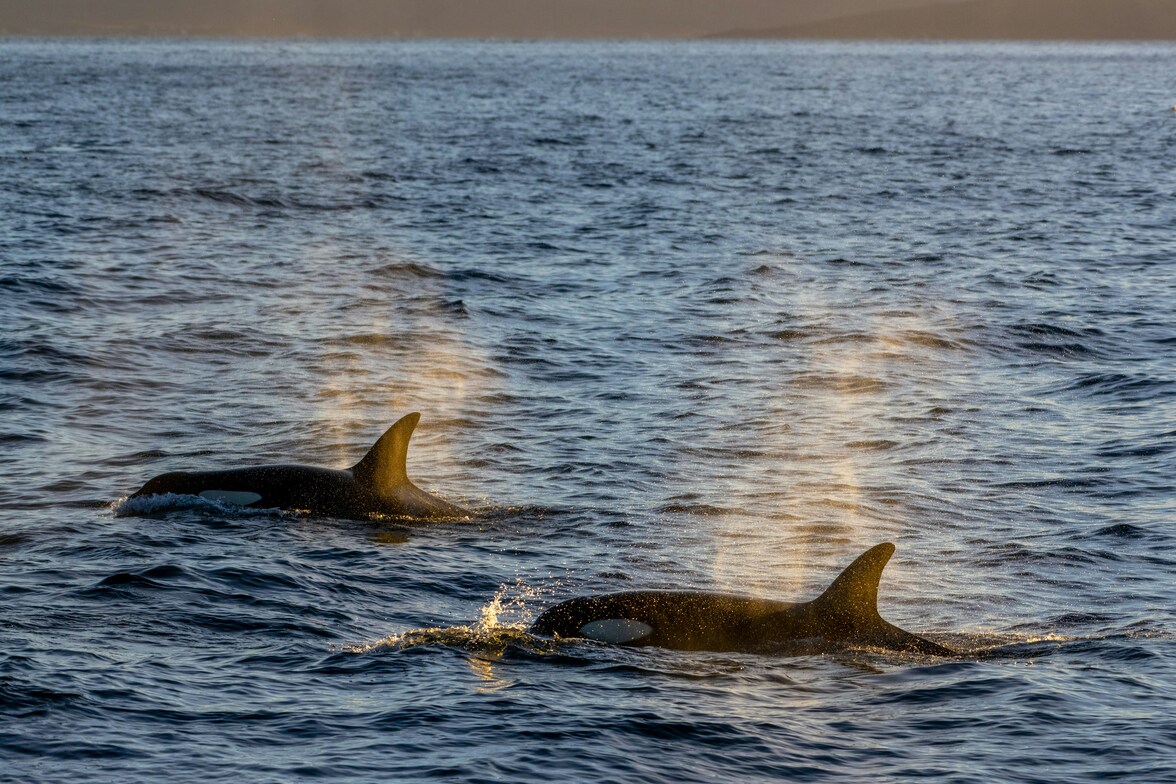 Отбор проб с помощью беспилотников открывает новые возможности для изучения состояния здоровья китов в отдаленных арктических регионах