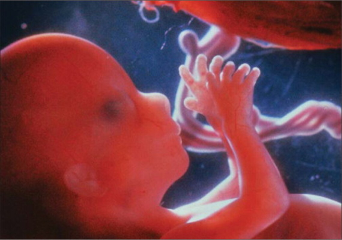 Некоторые из наших клеток генетически не принадлежат нам — что они могут рассказать о жизни и смерти?