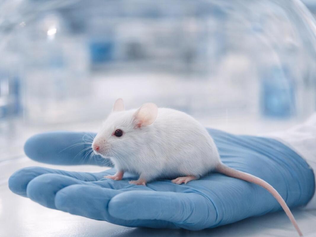 Иммунное здоровье матери влияет на развитие мозга плода