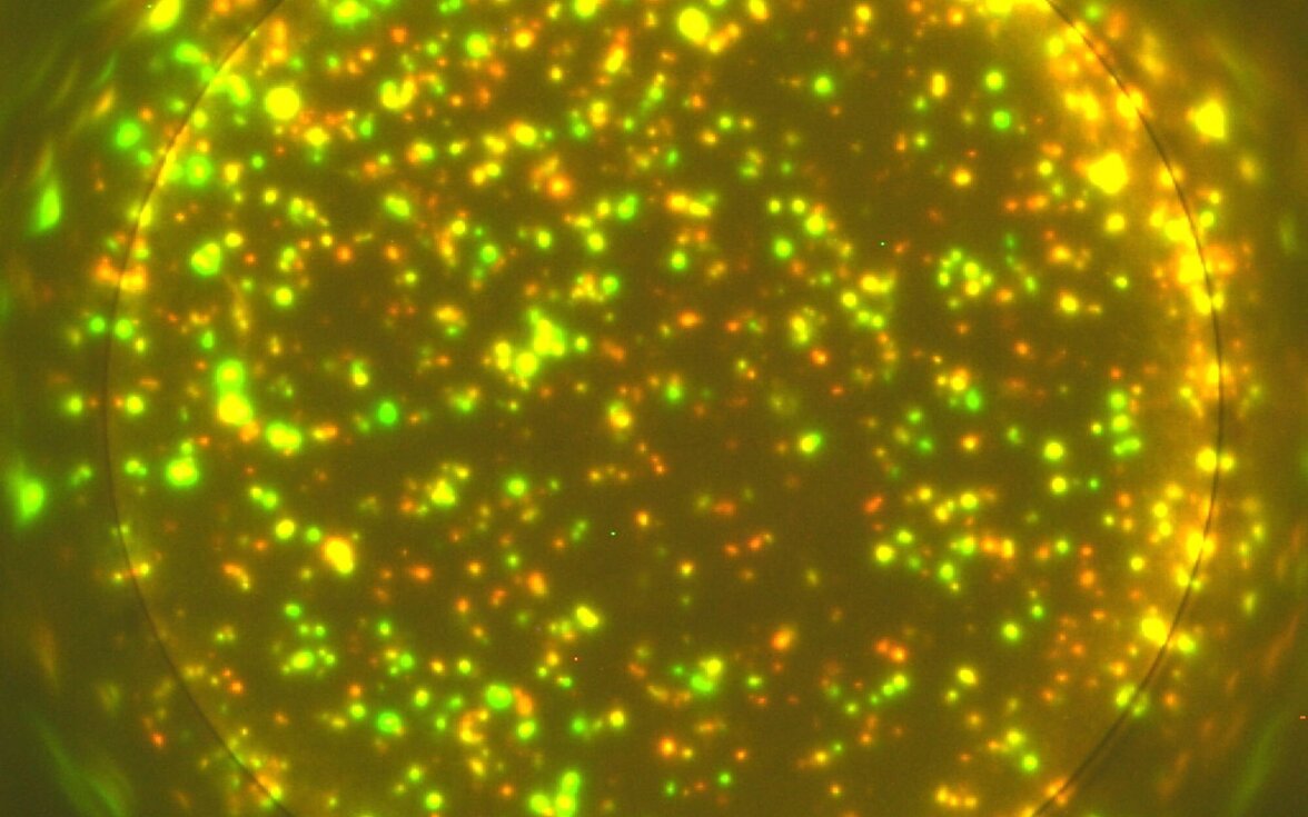 Двойные мРНК-маркеры в Т-клетках действуют как выключатели, предотвращающие гиперактивацию иммунной системы