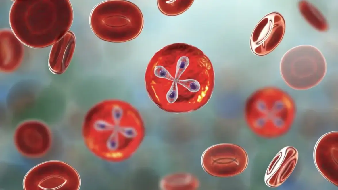 Babesia microti для передвижения используют эритроциты