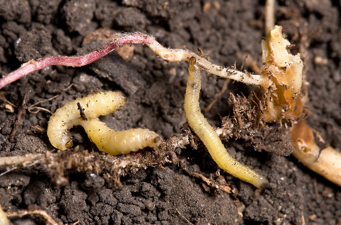 Растительная "вакцина" борется с вредителем кукурузы