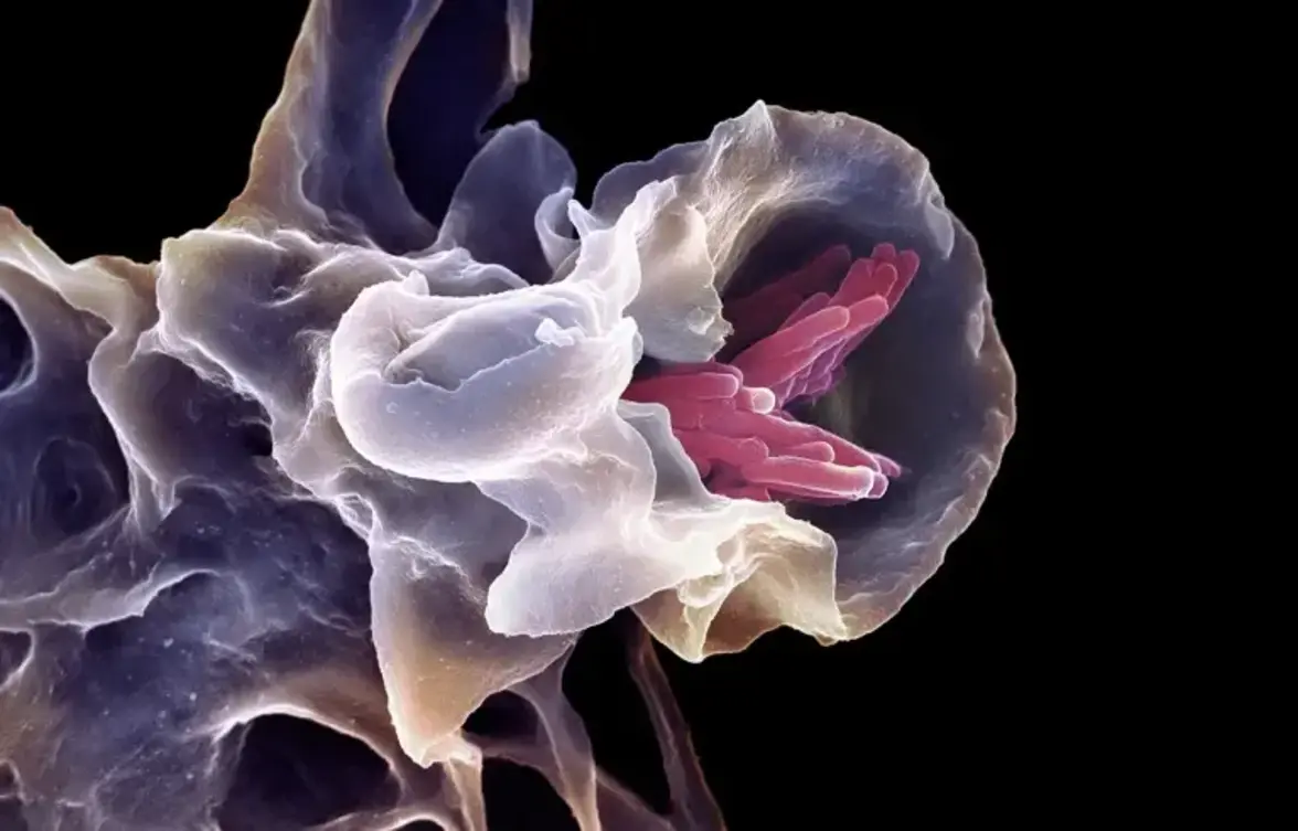 "Универсальная вакцина" защищает мышей от множества патогенных микроорганизмов