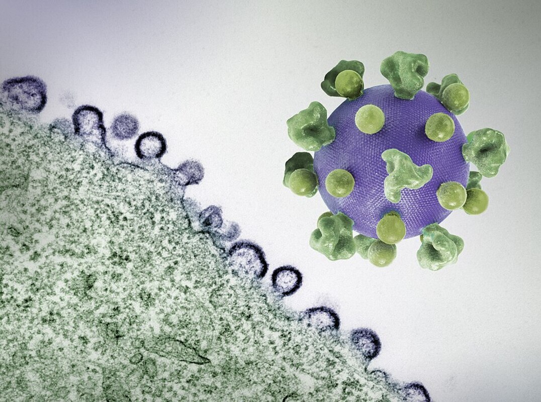 Новый подход к лечению ВИЧ заставляет скрытый вирус активизировать иммунные рецепторы