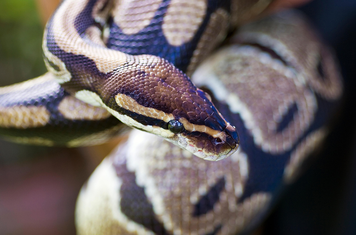 Микроскопические выступы на змеиной коже препятствуют размножению бактерий