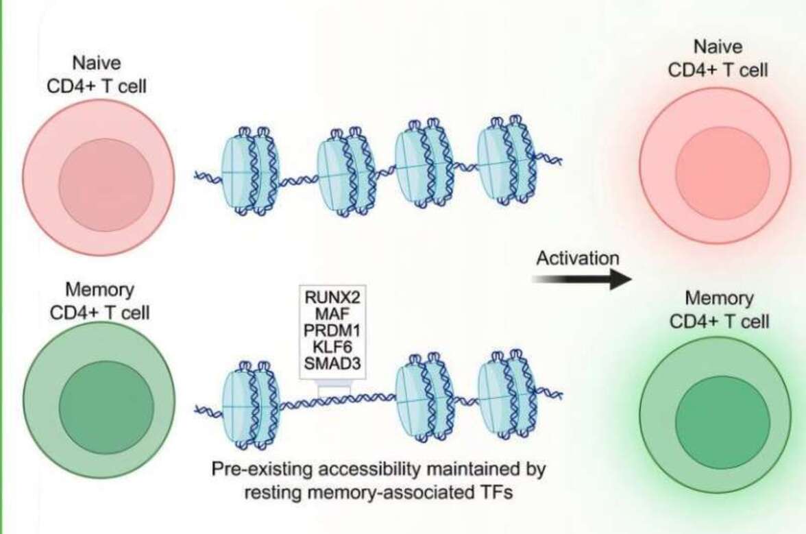 Исследование отдельных клеток показывает, как клетки иммунной памяти запоминают угрозы
