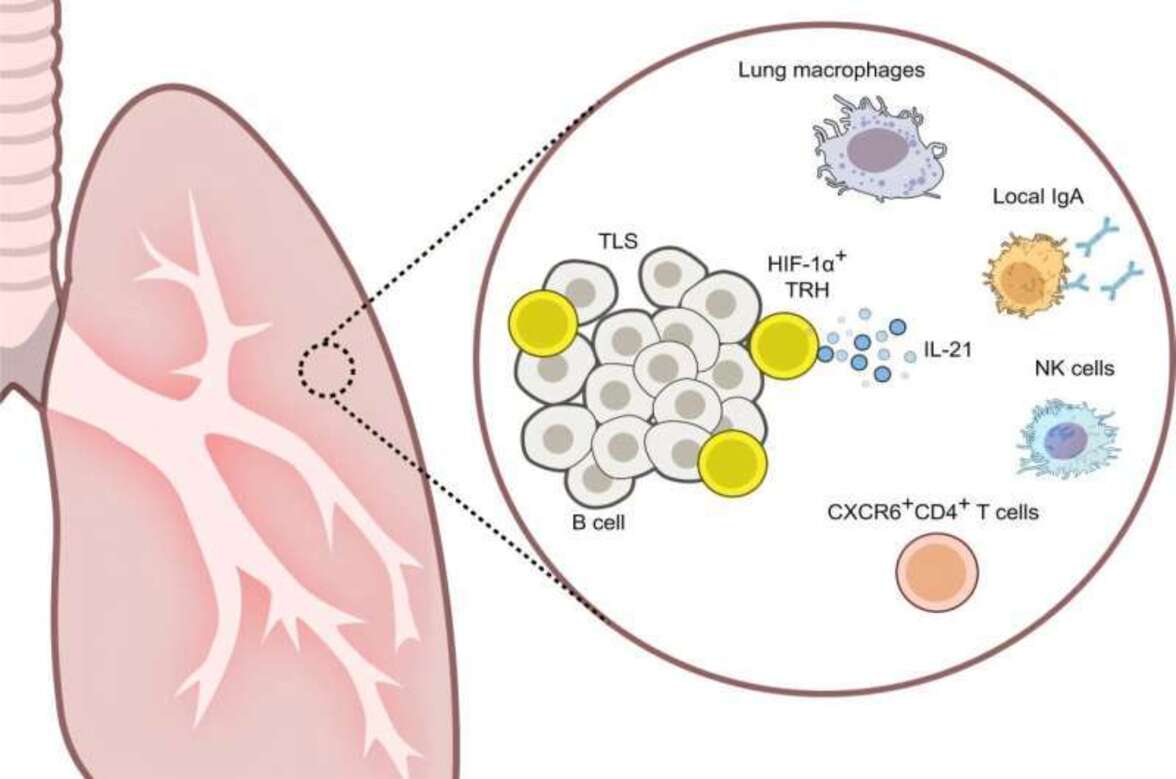 Локальная координация иммунных клеток в легких обеспечивает дополнительный уровень защиты