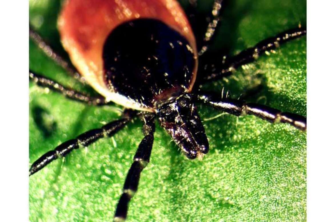 Как клещи регулируют процесс выделения слюны?