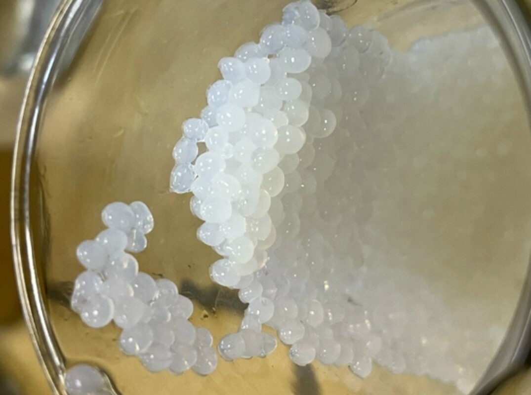 Российские ученые получили стабильный ферментный препарат для применения в сельском хозяйстве