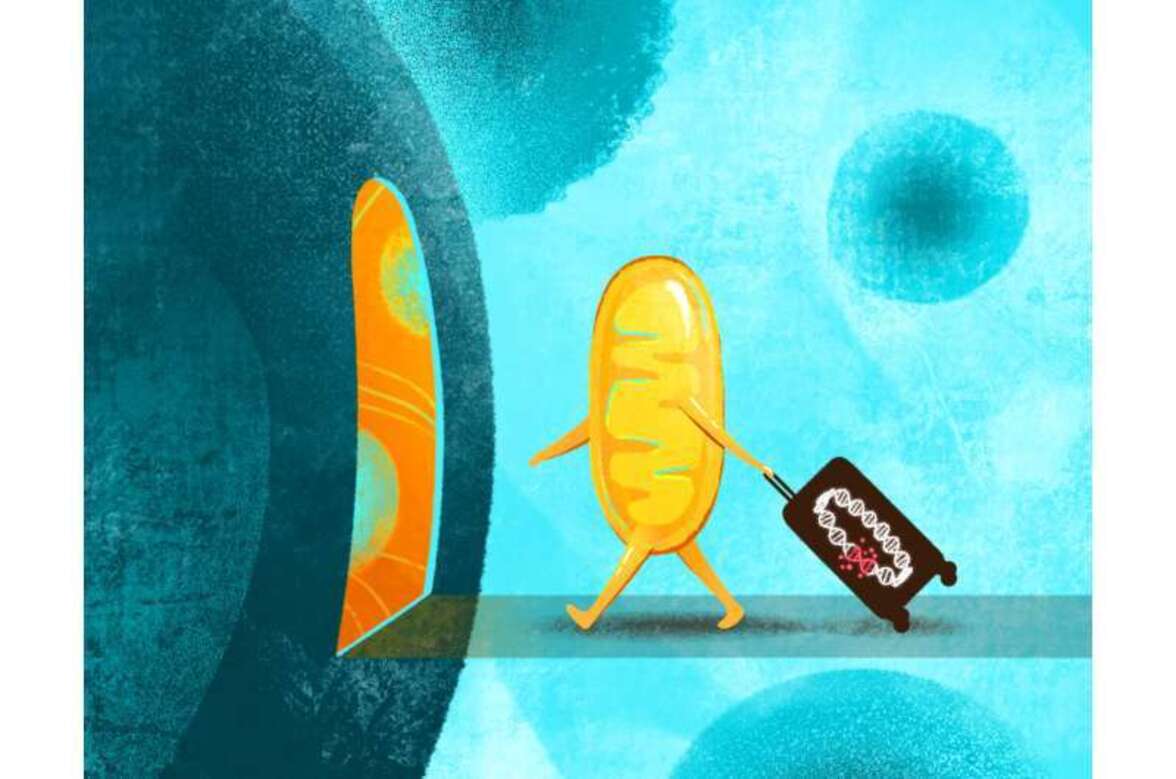 Как митохондриальная ДНК влияет на здоровье человека?