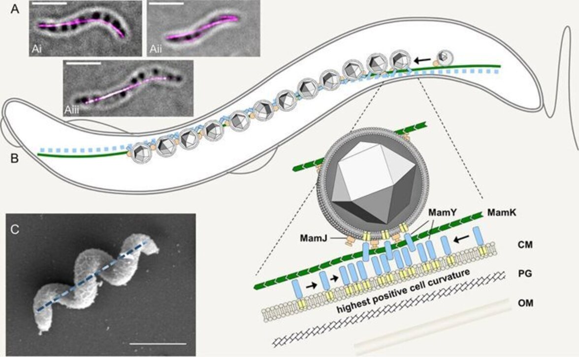 Как магнитотактические бактерии стимулируют инновации в биомедицине