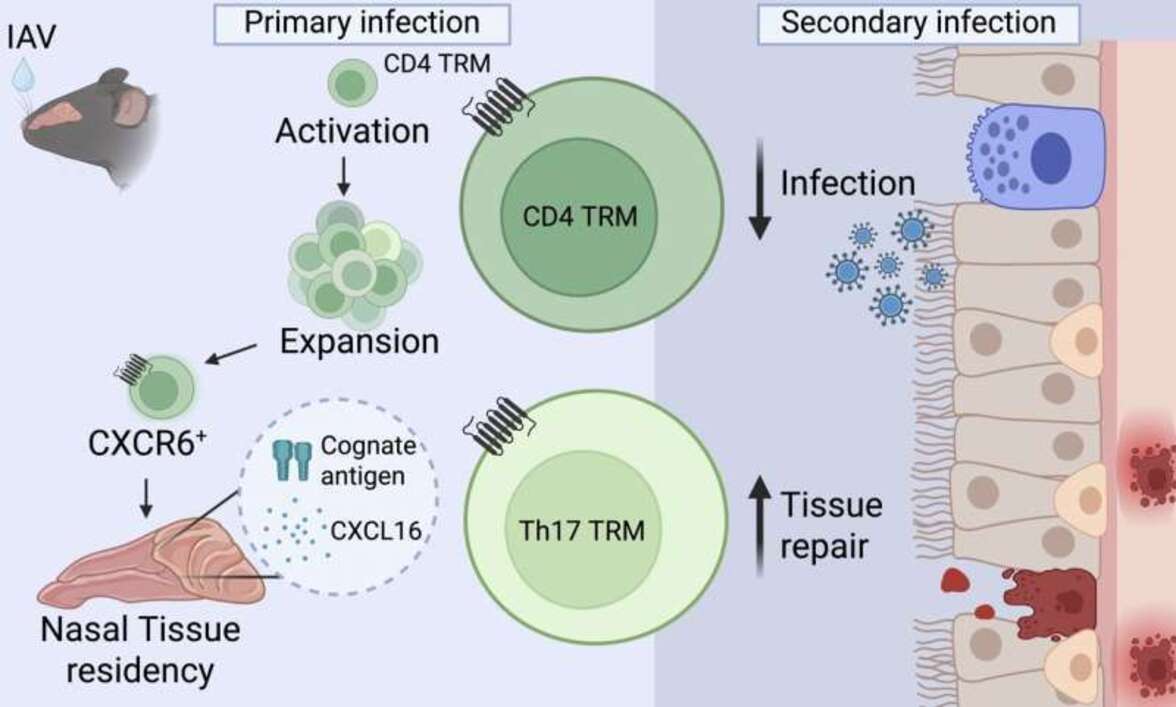 Иммунные клетки носовой полости замедляют действие вируса гриппа