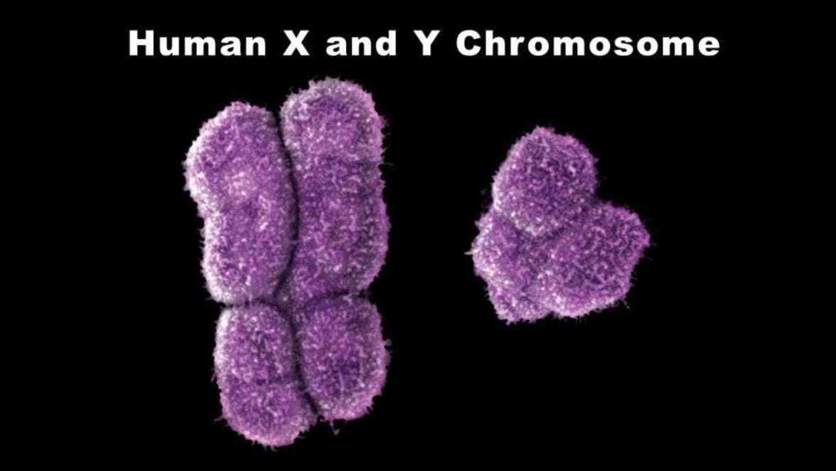 «Сумасшедшие, не подчиняющиеся правилам» гены, определяющие пол