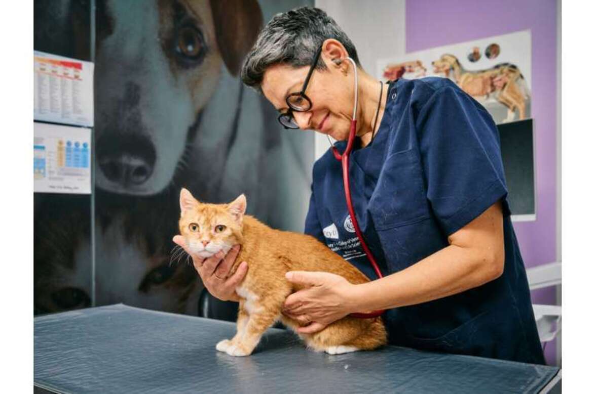 Кошки открывают новый мощный фронт в борьбе за понимание рака, вызываемого вирусами