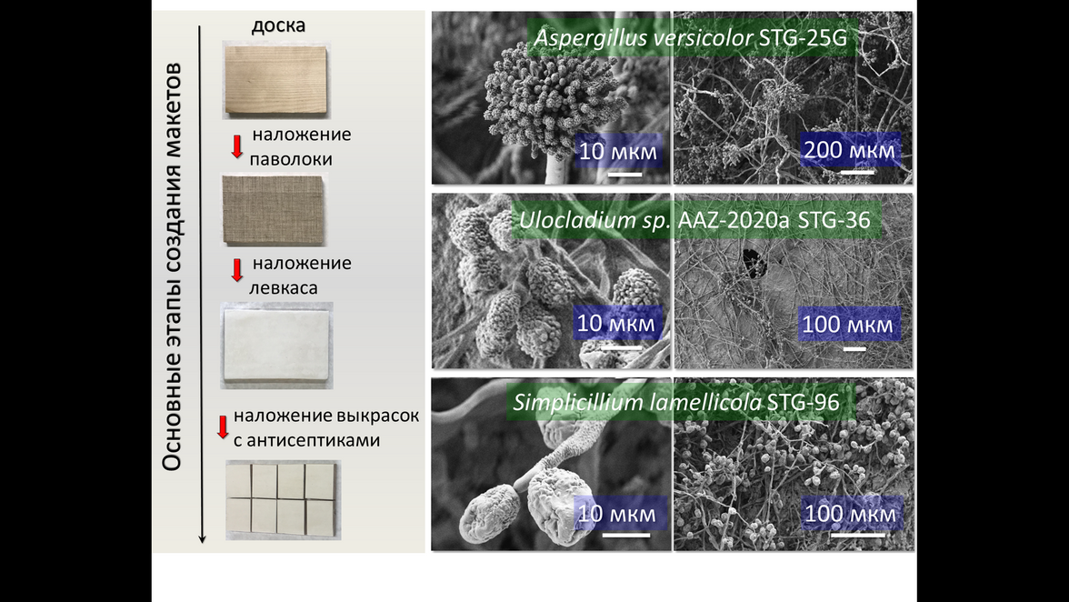 «Броня» для шедевров: созданы новые соединение для защиты произведений живописи от биодеструкции