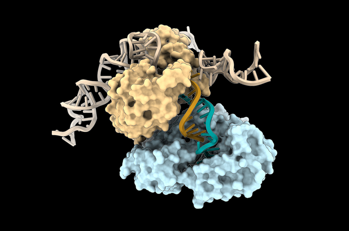 Ученые ошеломлены "принципиально новым способом" производства ДНК живыми организмами