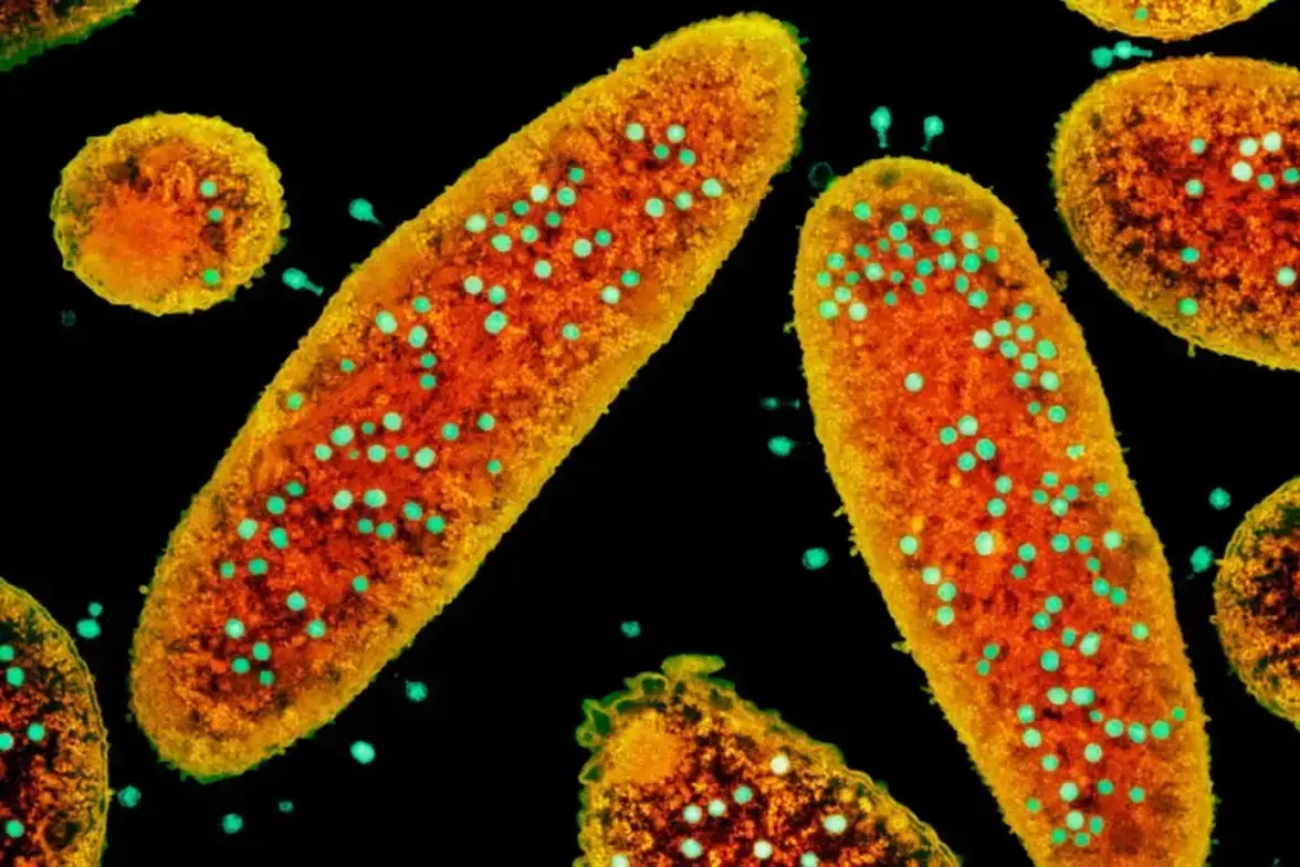 С помощью фагов можно использовать вакцинный иммунитет для уничтожения раковых клеток