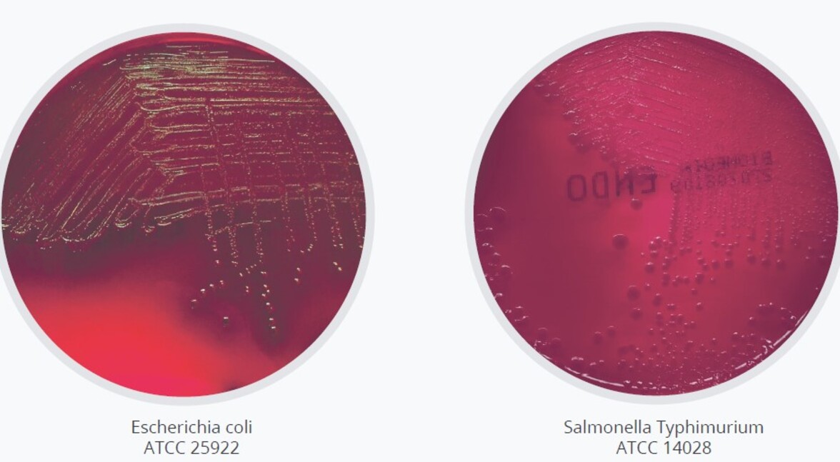 Среда Эндо купить по доступной цене | Microbius